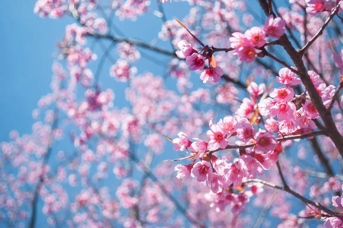 SH ciliegi in fiore primavera.jpg