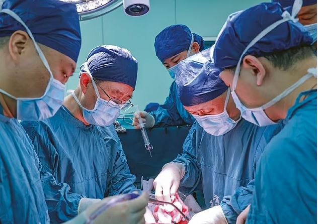 Ndodh për herë të parë, mëlçia e derrit transplantohet te njeriu