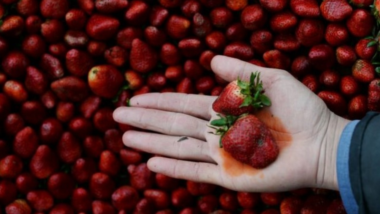 Skandali me luleshtrydhet e kontaminuara/ Ja kur hynë në vendin tonë ngarkesat, frutat përmbajnë pesticide të rrezikshme