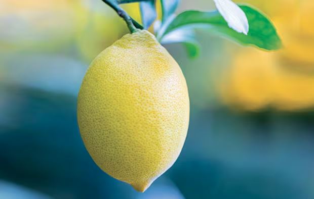 Limoni, përfitimet e vërtetuara për shëndetin tuaj