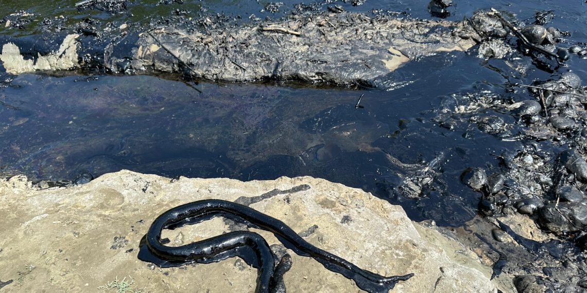 Skandal mjedisor në Parkun Kombëtar të Vjosës, Albpetrol derdh naftë në ‘zemër’ të lumit të fundit të egër të Evropës! Ngordhin gjallesat 23 1 scaled 1 1140x570 1