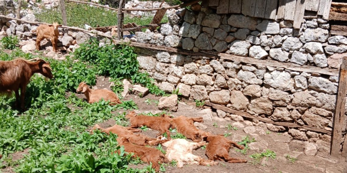 Bulqizë/ Sëmundja e murtajës, ngordhin 150 bagëti të imta në Val të Martaneshit 20 IMG 1269 1140x570 1
