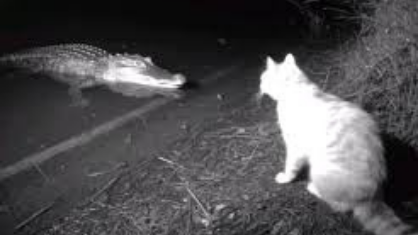 Video/Macja e patrembur ngjitet mbi shpinën e një aligatori për t’ë bërë xhiro