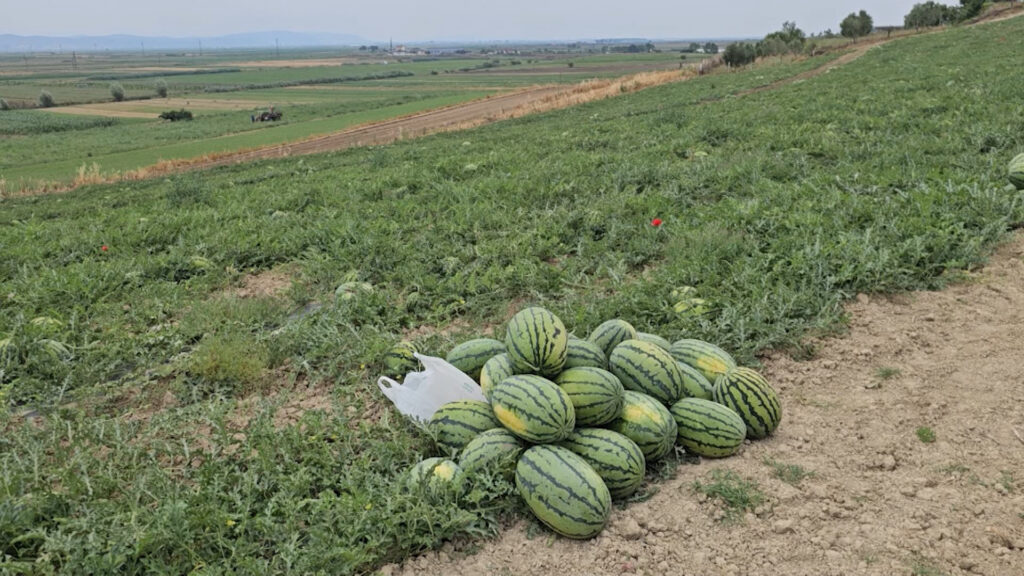 shalqiri 1024x576 1 1