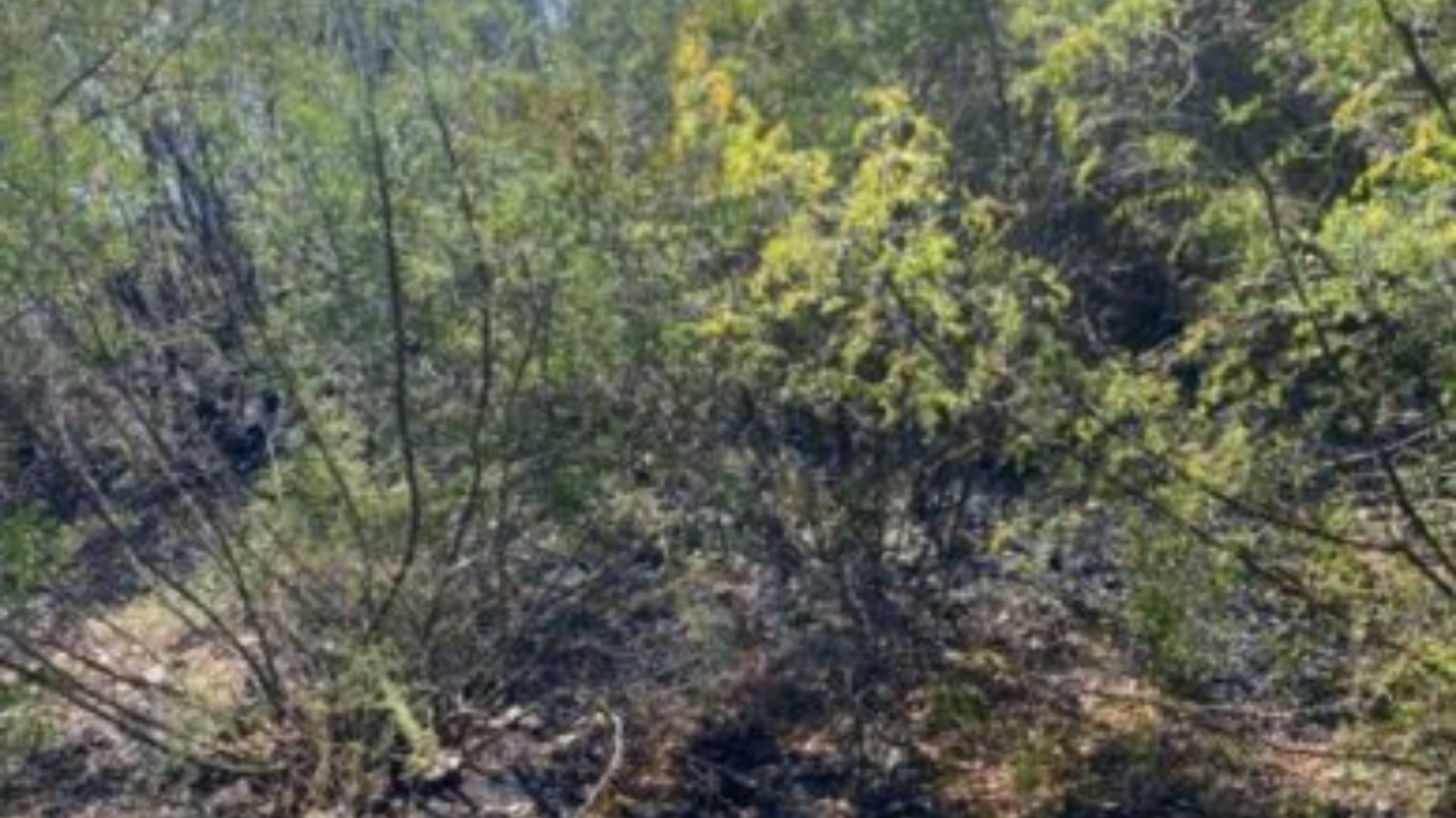 Zjarr i madh në periferi të Elbasanit, rrezikohen disa banesa dhe një resort 14 Progetto senza titolo 1