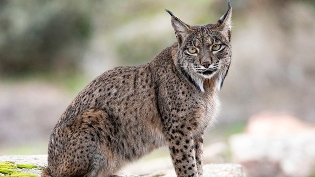 640 0 1754328901xskynews zoo lynx 6982768 1 965