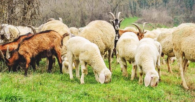 640 0 what to consider when raising sheep and goats together fi 1756546385
