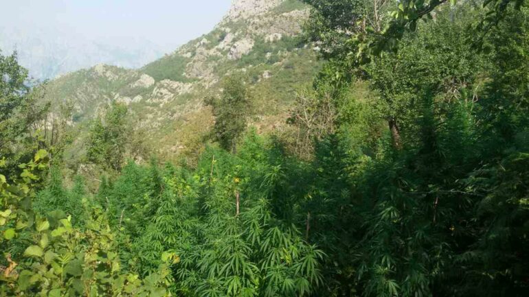 Mallakastër, kultivoi bimë narkotike Cannabis Sativa, arrestohet 58-vjeçari