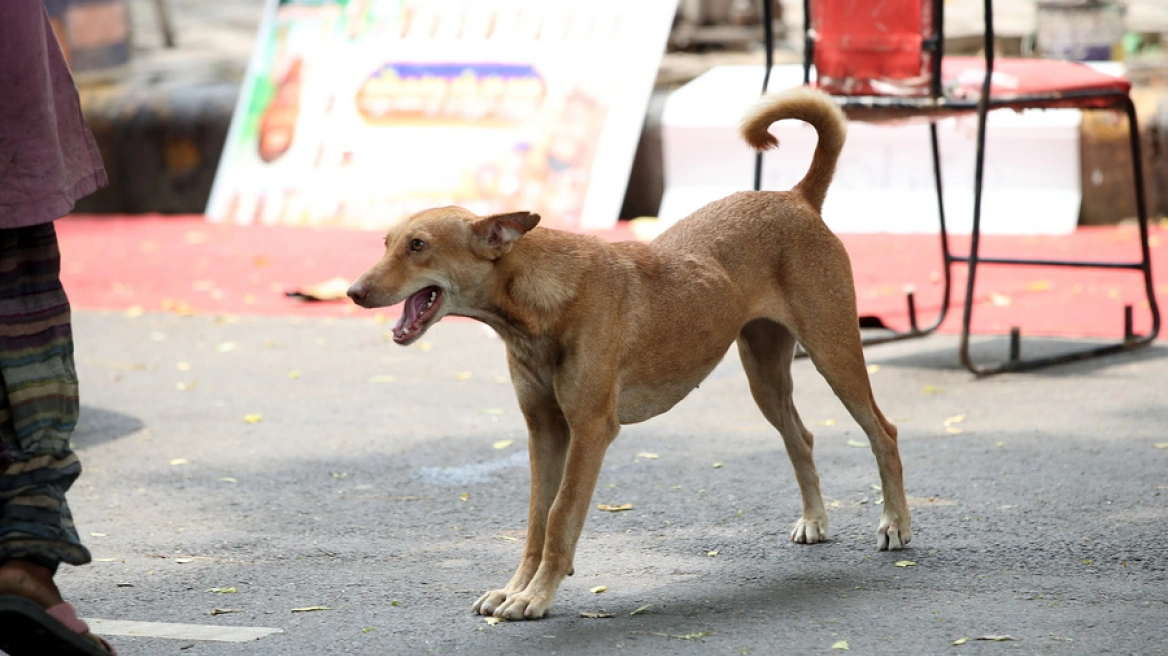 india stray