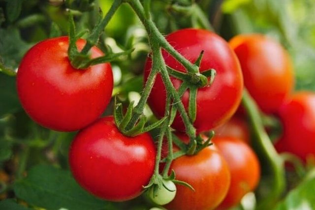Domatet me pesticide/ Gjykata e Beratit lë në burg eksportuesin e perimeve dhe liron dy inspektorët e AKU-së 16 640 0 1686237774xdomatet 614