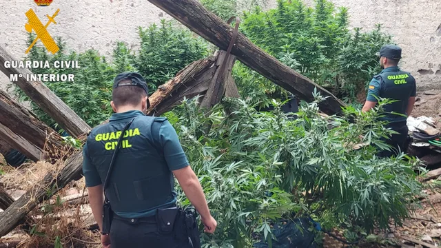 640 0 1758454645xplantas marihuana navalmanzano halladas guardia civil 98 387