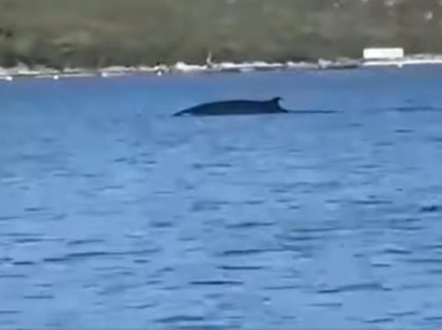 E RRALLË / Balena shfaqet në gjirin e Vlorës (VIDEO)