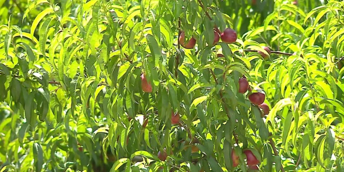 Perplasjet mbi pesticide ne bujqesi specialisti Bujku duhet te ndeshkohet 1140x570 1
