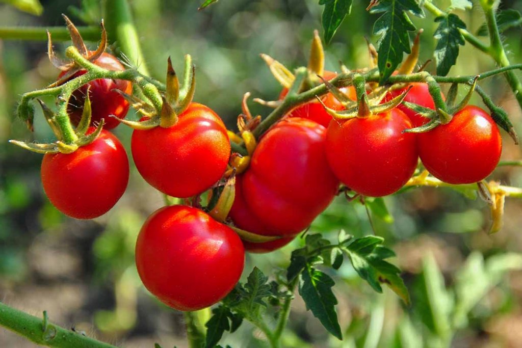 tomatoes flower but fail to fruit feature 1756922893