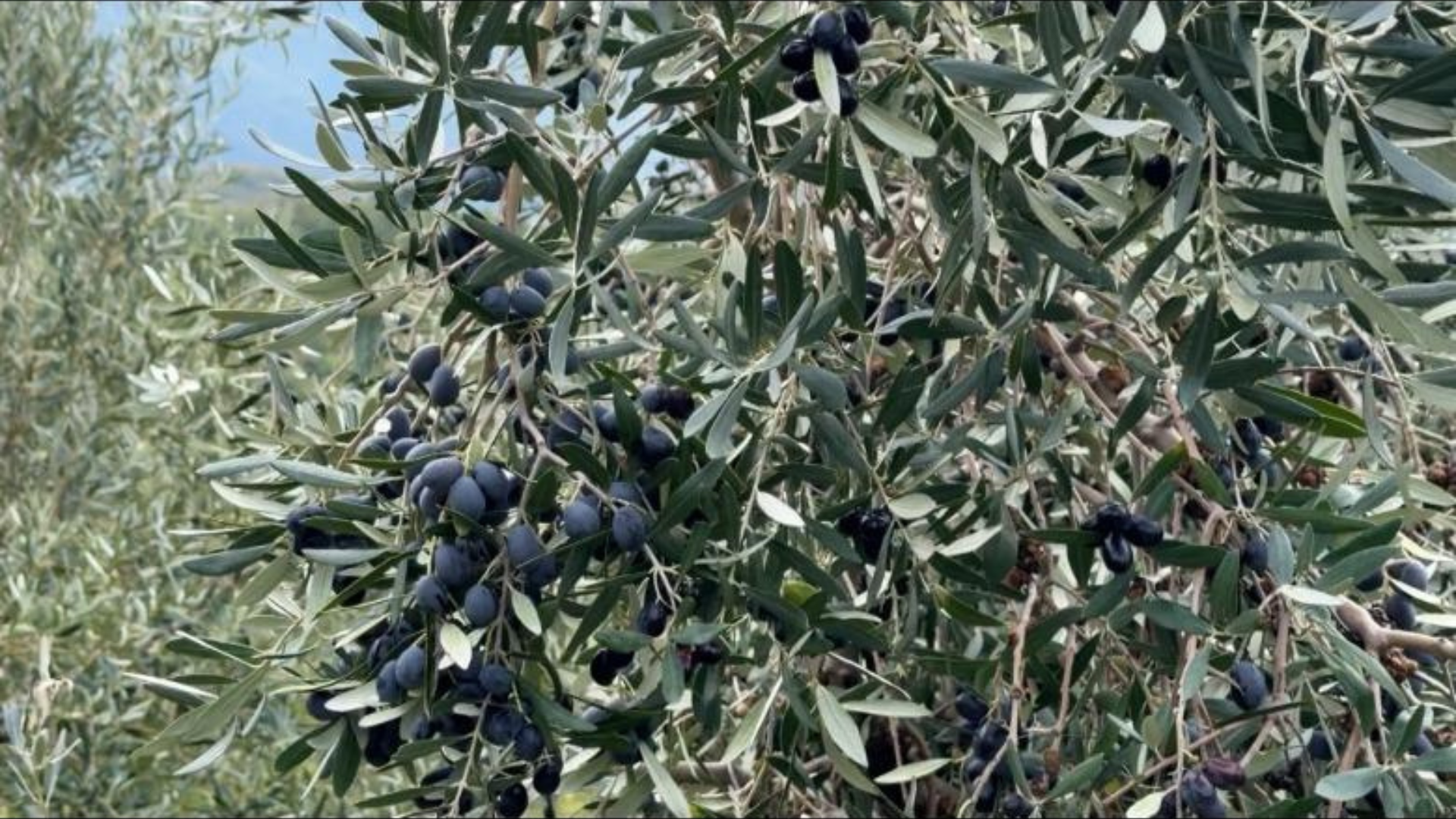 Progetto senza titolo 31