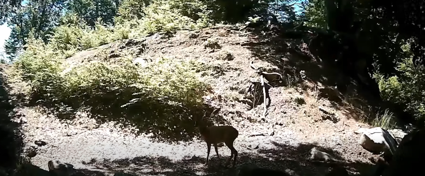 Rama ndan pamje nga Parku i Shebenikut: Fauna, një thesar i çmuar që duhet mbrojtur