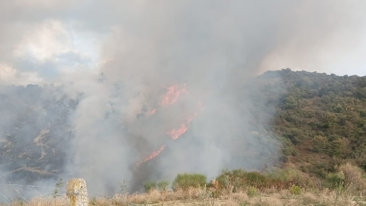 Peqin/ Zjarr masiv në fshatin Fatisht, flakët përfshijnë sipërfaqen e madhe me pemë frutore 17 WhatsApp Image 2025 10 13 at 16.12.09