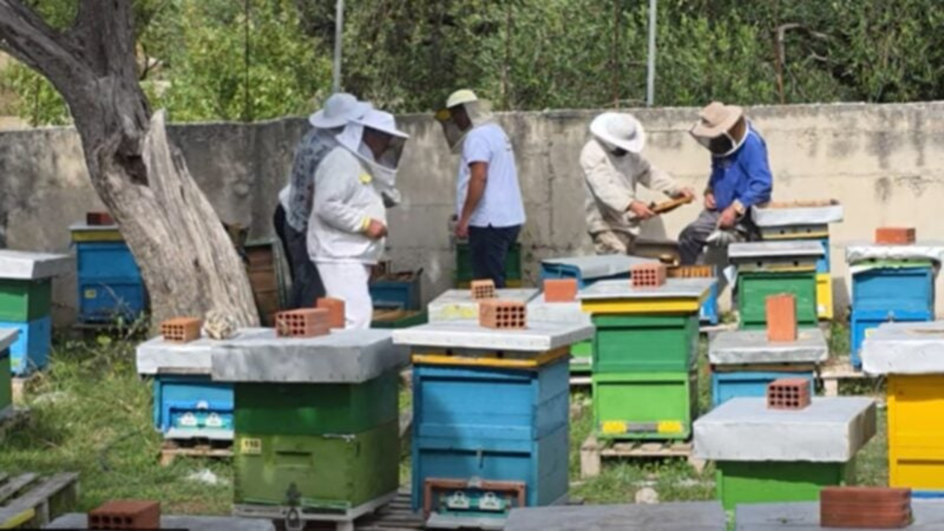Bletët përgatiten për dimërim, bletarët: Mjalti të çertifikohet, më shumë kontroll ndaj kimikateve dëmtuese