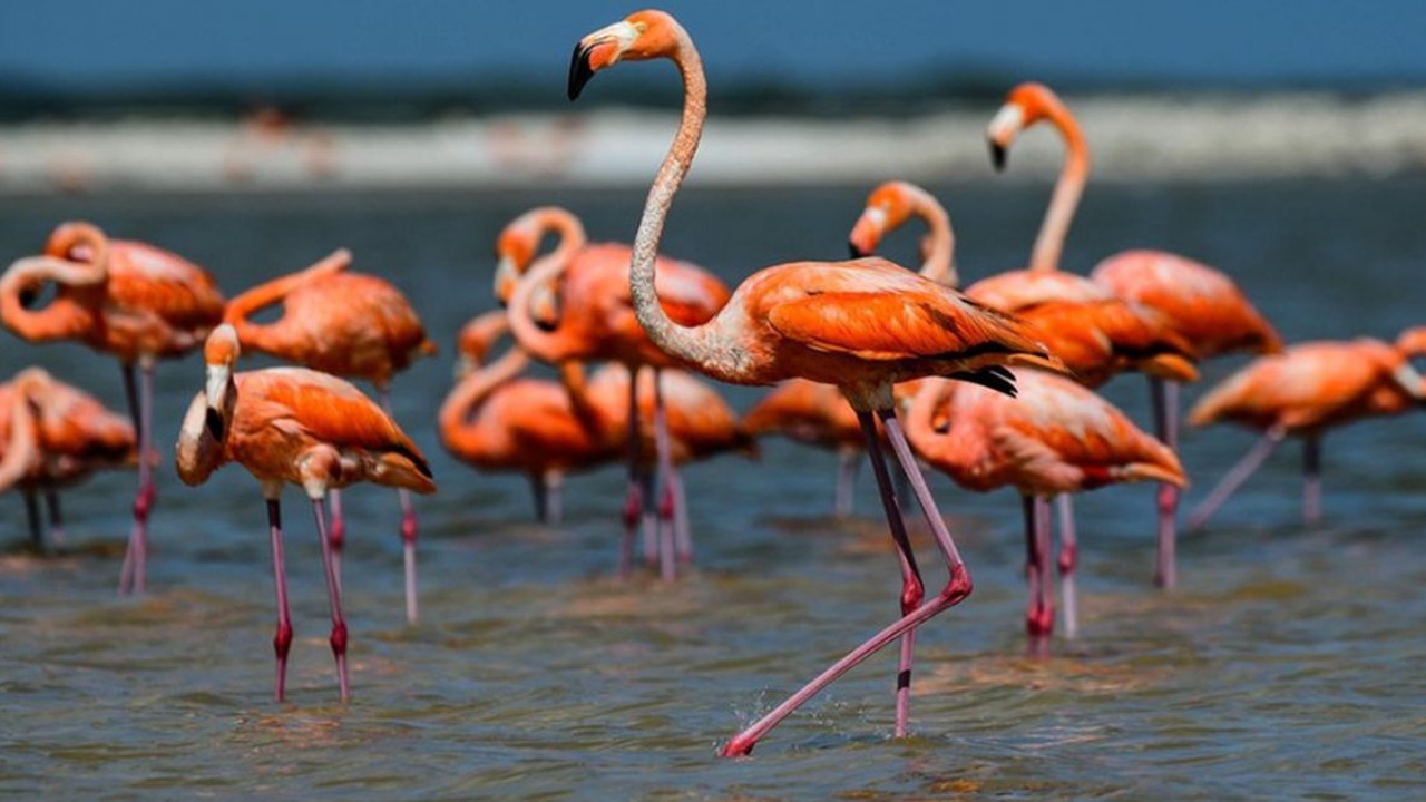 Flamingot “pushtojnë” Pogradecin! Shpendët ndalen në liqen gjatë rrugëtimit të tyre migrator