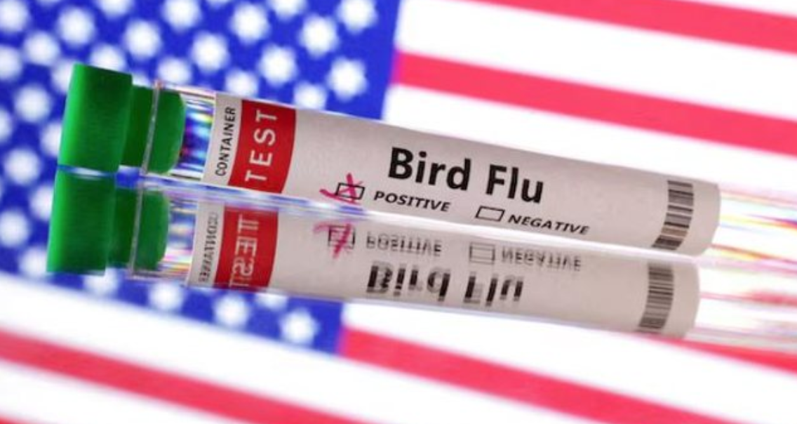 Viktima e parë nga gripi i shpendëve/ Banori u diagnostikua me variantin H5N5