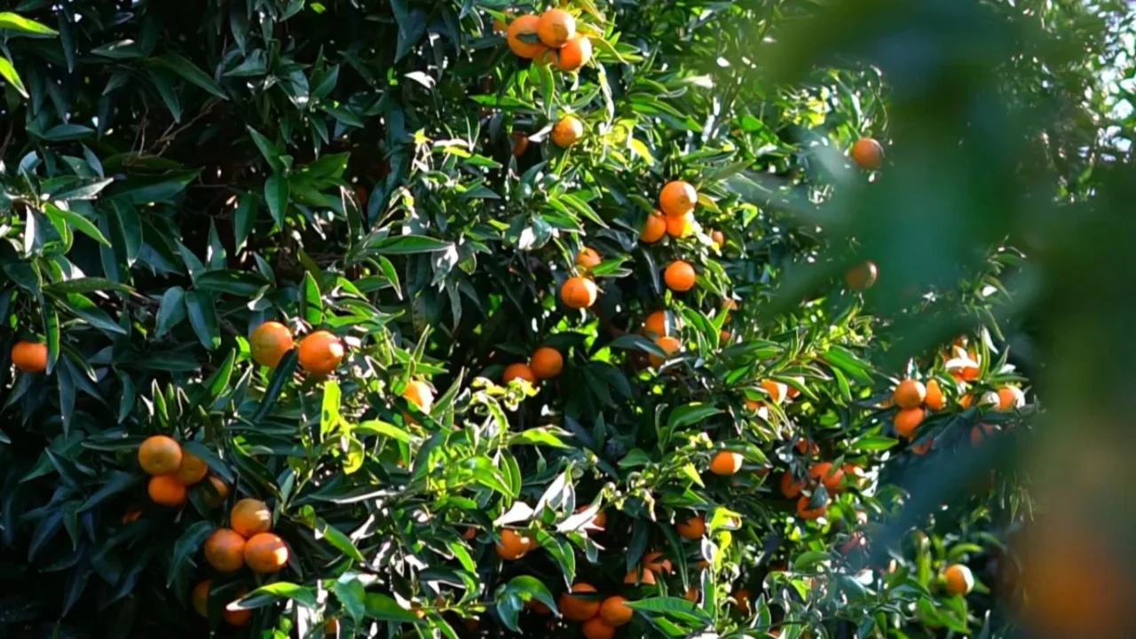 mandarin sd hd 1280x720 1