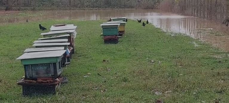 VIDEO/ Përmbytjet në vend, banori i Bushneshit në Krujë: Dëme të mëdha, gjysma e bletëve në ujë
