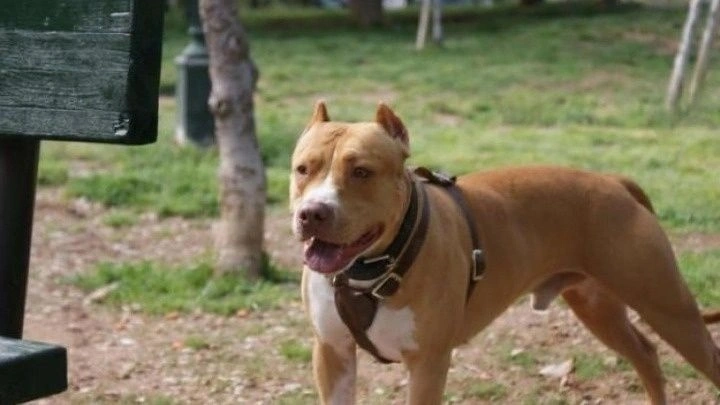 "Momente të tmerrshme në prag të Krishtlindjeve, një grua u sulmua nga qeni i fqinjit 3 3af4ecd6 pitbul