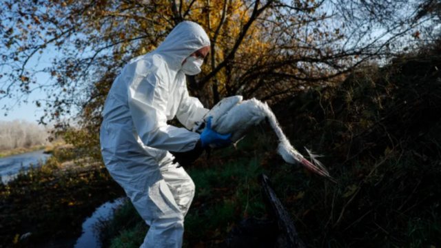 Përhapja masive e gripit të shpendëve në Europë, shkencëtarët ngrenë alarmin: Mund të kthehet në pandemi brenda 2 ditësh