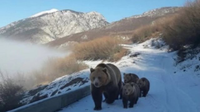 Na mashtroi të gjithëve/ Eksperti i IT: Fotoja me arinjtë në Kukës ishte... 6 640 0 694e94073c3d5