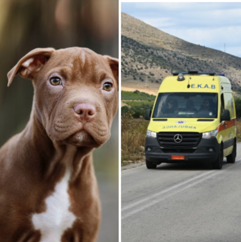 Tragjike! Pitbulli i familjes vret djalin 18-muajsh