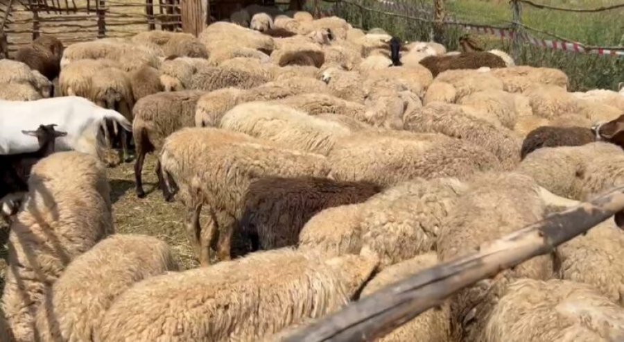 72-vjeçari në Peqin helmon kullotën e fqinjit, ngordhin 12 bagëti