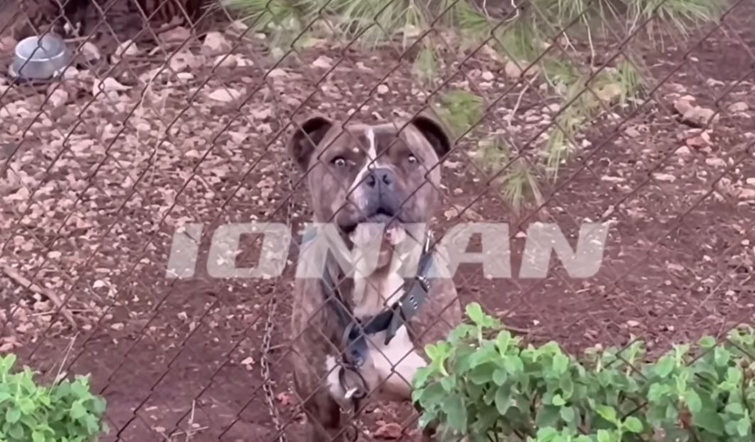 VIDEO/ “Djali më buzëqeshi e mbylli sytë”, ky është pitbulli që sulmoi për vdekje vogëlushin