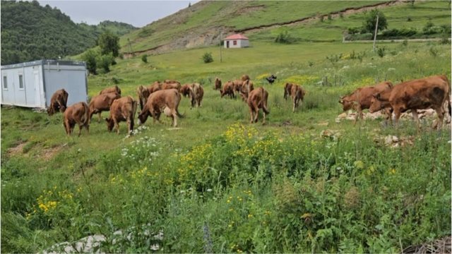 Përfshihet nga flakët një stallë me gjedhë në Selenicë/ 22 lopë dhe viça të djegur, DYSHIMET e para 7 640 0 698dfadf1cc49