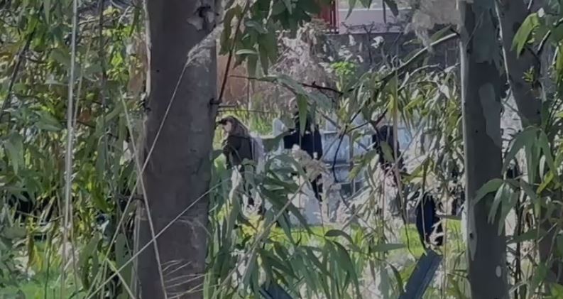 Nga Korça, me helikopter në Vlorë/ Rama mbërrin në qytetin bregdetar, nën masa të shumta sigurie (VIDEO) 11 edi rama 9