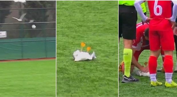 VIDEO/ Topi godet pulëbardhën, futbollisti i bën masazh por…
