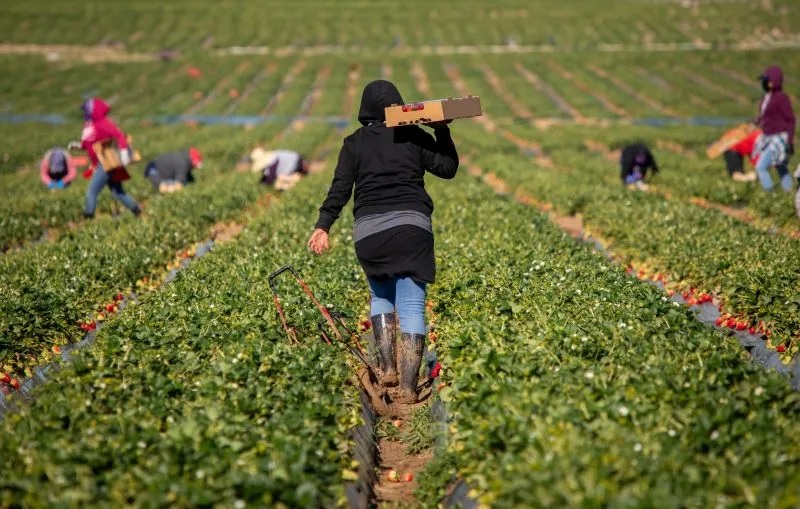 2025, shërbimet mbajnë peshën e punësimit, bujqësia dhe industria me rënie 5 te punesuar ne bujqesi