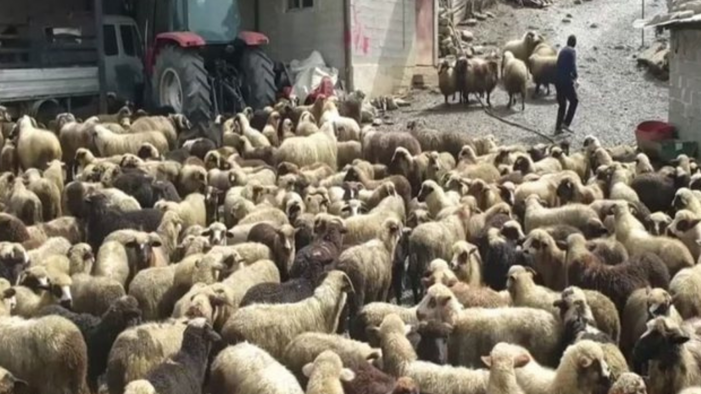 VKM/ Murtaja e ruminantëve që dëmtoi bagëtitë gjatë 2025, mbi 53 milionë lekë dëmshpërblim për fermerët