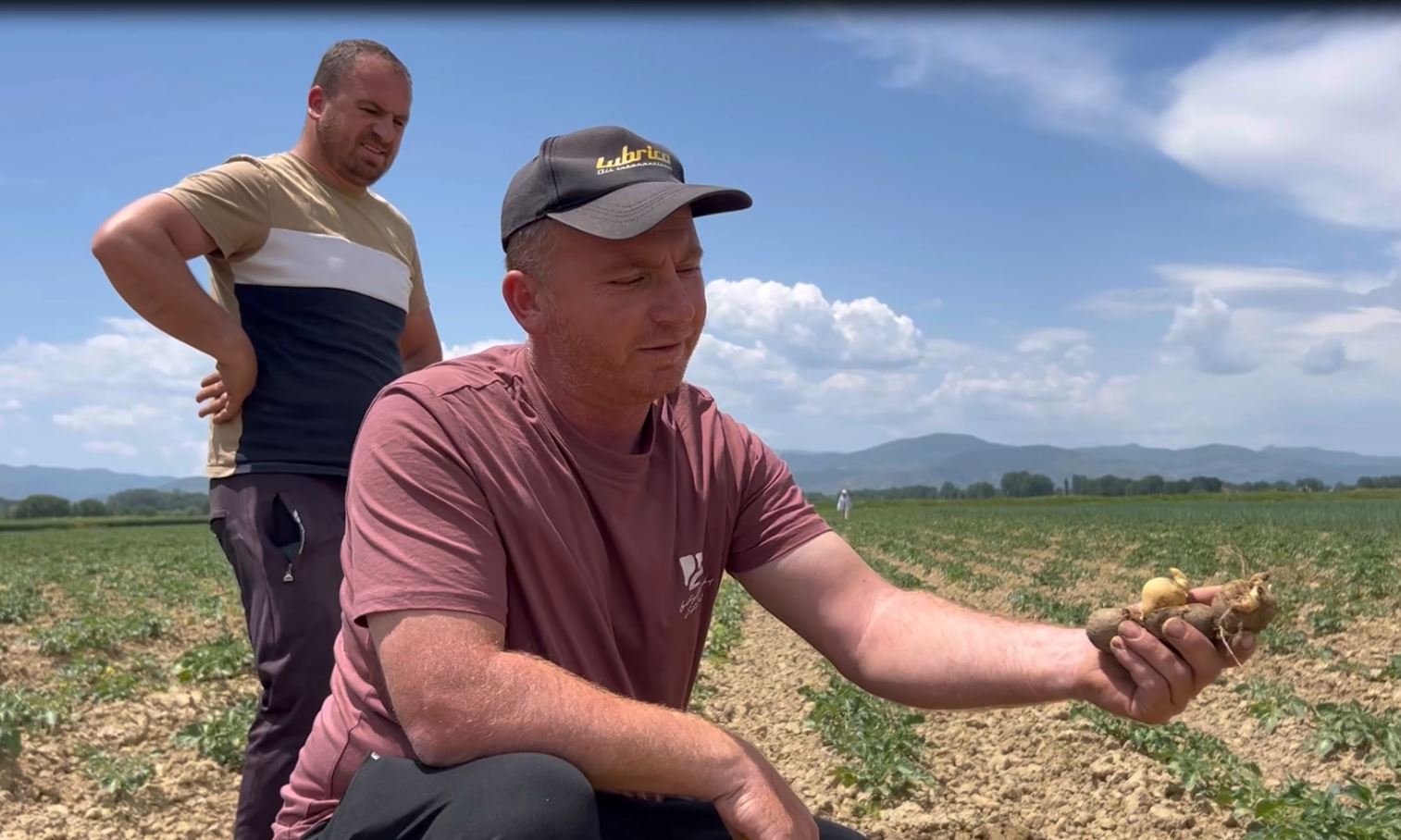 “Janë prekur 80% e sipërfaqeve të mbjella”/ Fermerët e fshatit Orman ngrenë alarmin për dëmtimin masiv të kulturës së patates 11 patatja 1