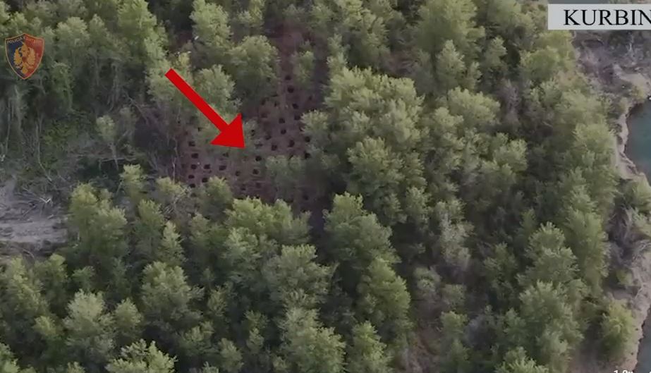 Kultivuan lëndë narkotike/ Vihen në pranga dy të rinj. Sekuestrohet makina dhe materiale të tjera 5 kurbin 2