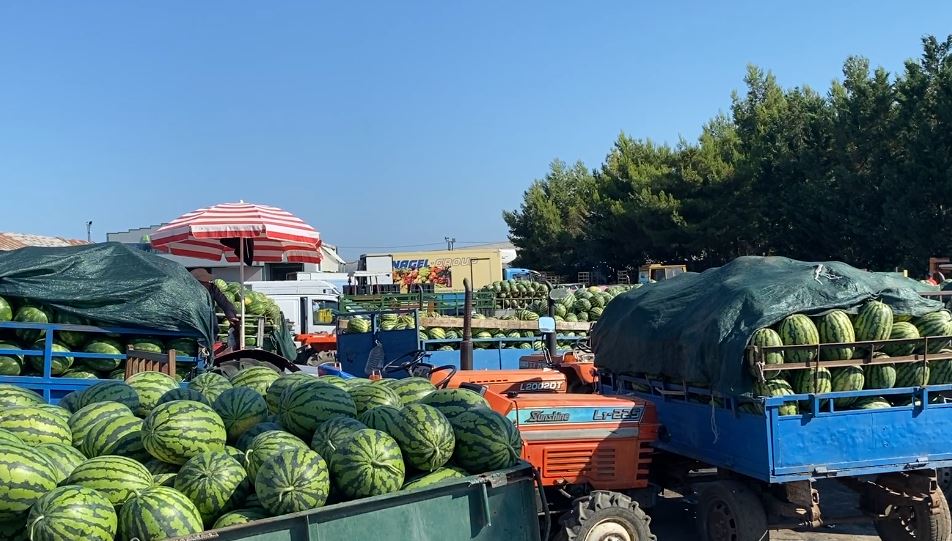 Zero fitime për kultivuesit e shalqirit në fushë të hapur në Divjakë/ Fermerët ngrenë alarmin, produktet mbeten pa shitur 11 shalqiri