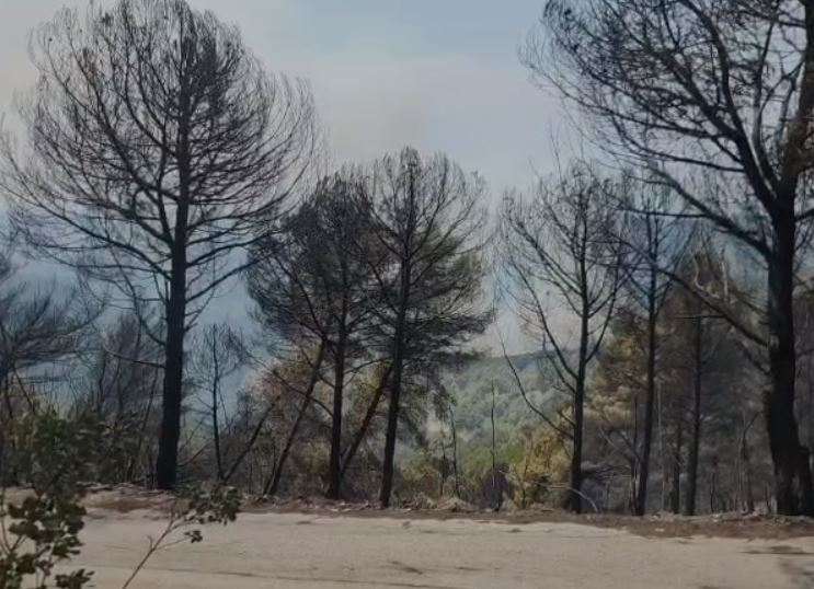 Zjarret në Mallakastër/Vihet nën kontroll vatra në Panahor pranë Cfirit. Flakët avancojnë drejt Ngraçanit 10 zjarr 4