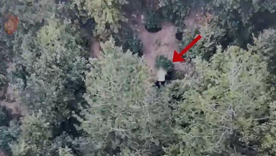 Mirditë/ Kultivonte bimë narkotike në mes të pyllit, arrestohet 37-vjeçari 14 Capture 160