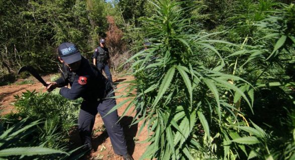 shkoder kanabis policia e shtetis askion per asgjesim droge 587x319 1