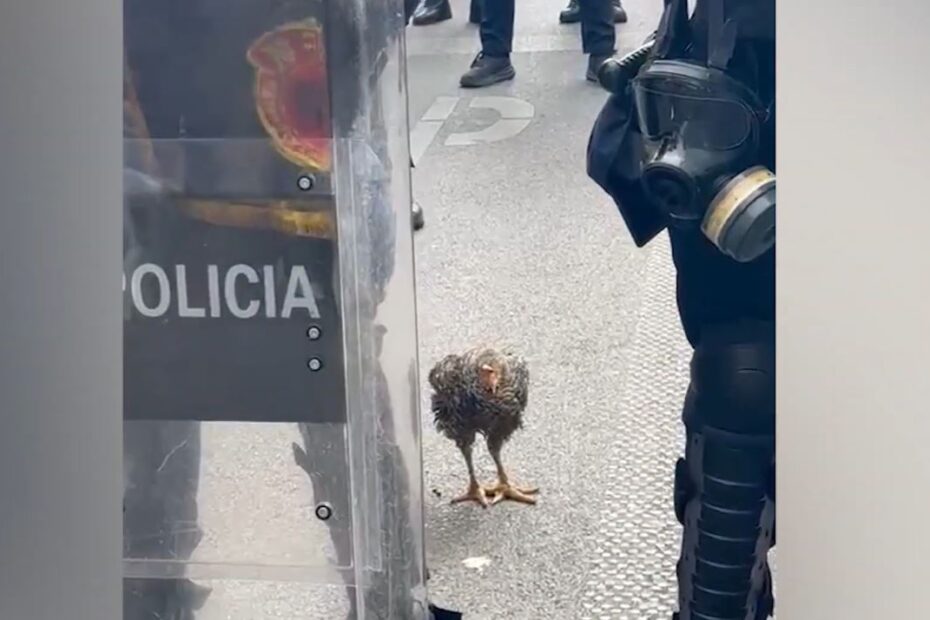 proteste pula